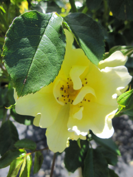 Preview: Stammrose Limesgold2